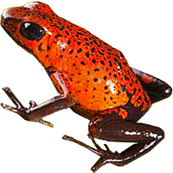 Black Jeans Dart Frog